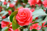 2005-04-13_11-46-00_DSC_0070.jpg