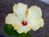 DSCN2250.jpg