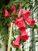 DSCN0435.jpg